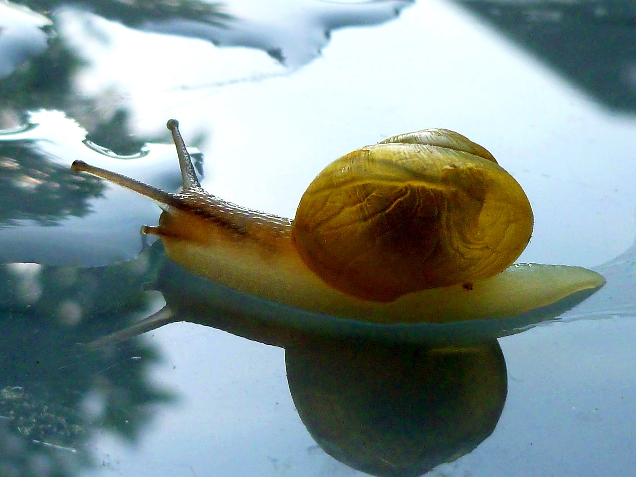 snail shell mollusk free photo