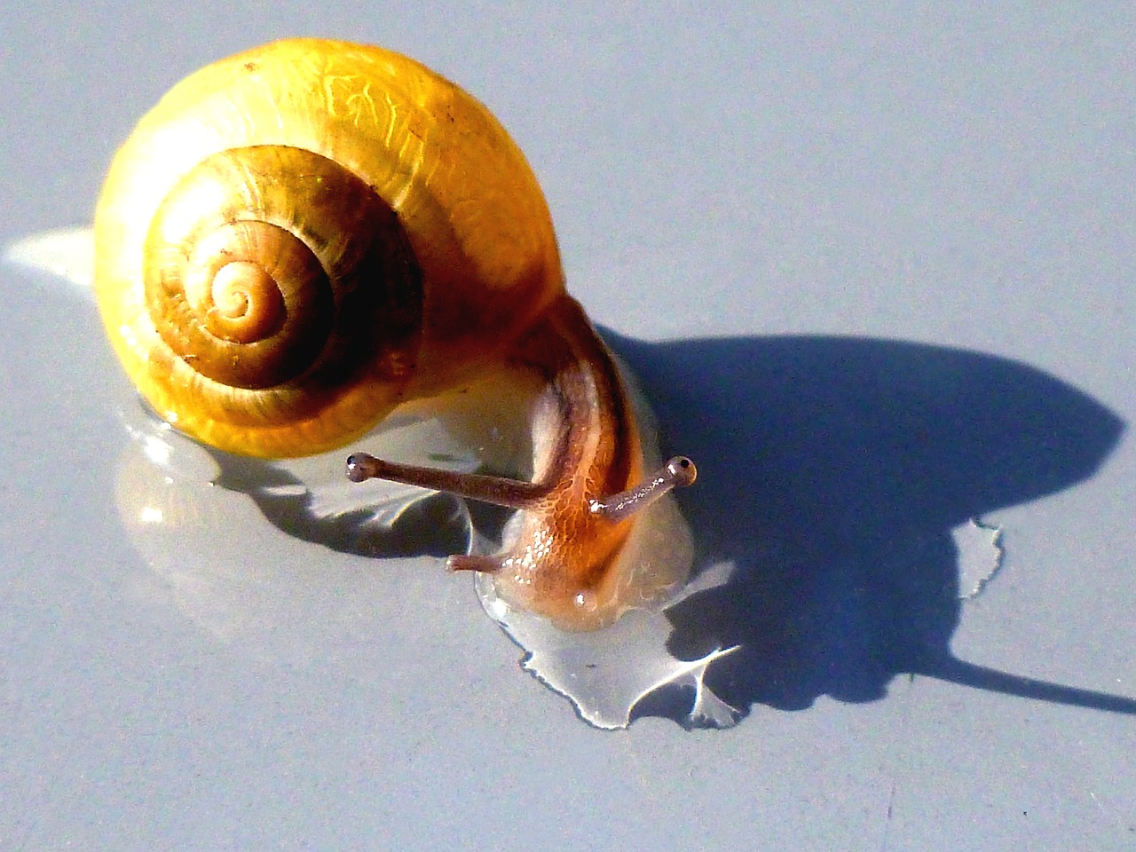 snail shell probe free photo