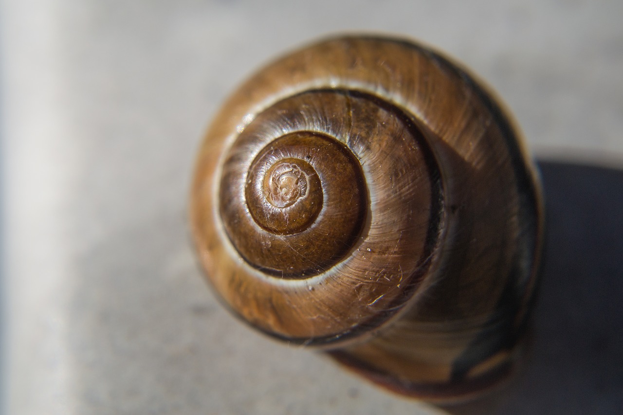 snail spiral housing free photo