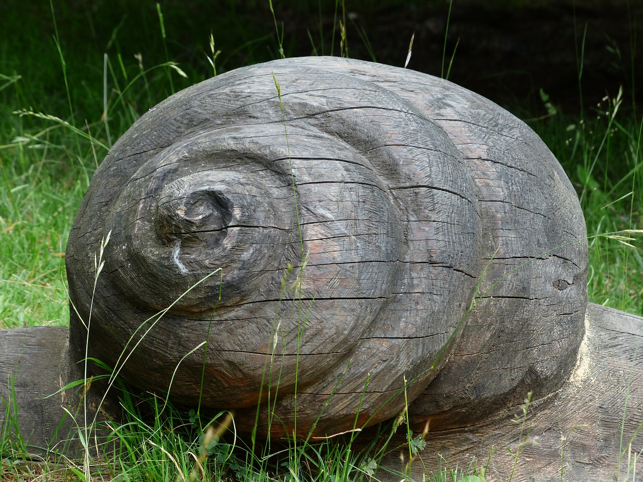 snail shell wood free photo