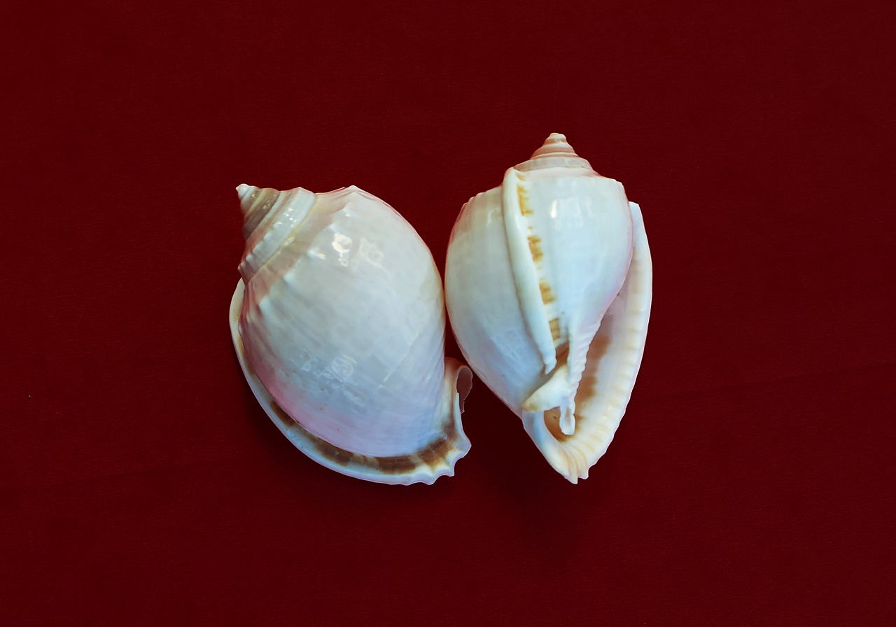 snail molluscum marine free photo
