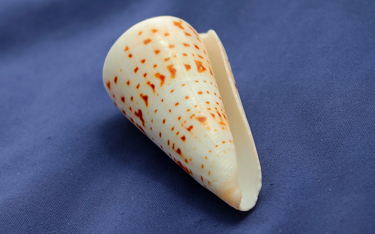 snail conus spurius conch free photo