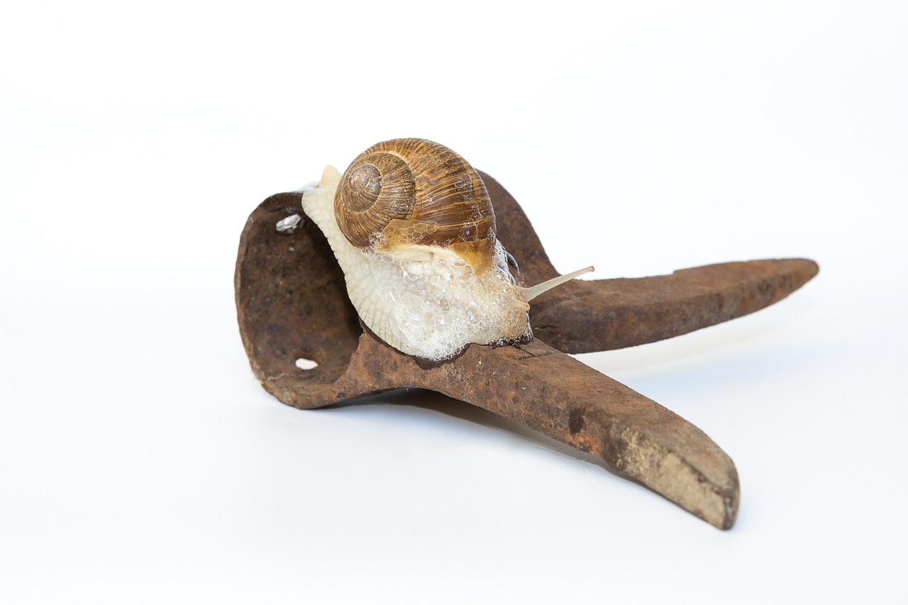 snail shell iron free photo