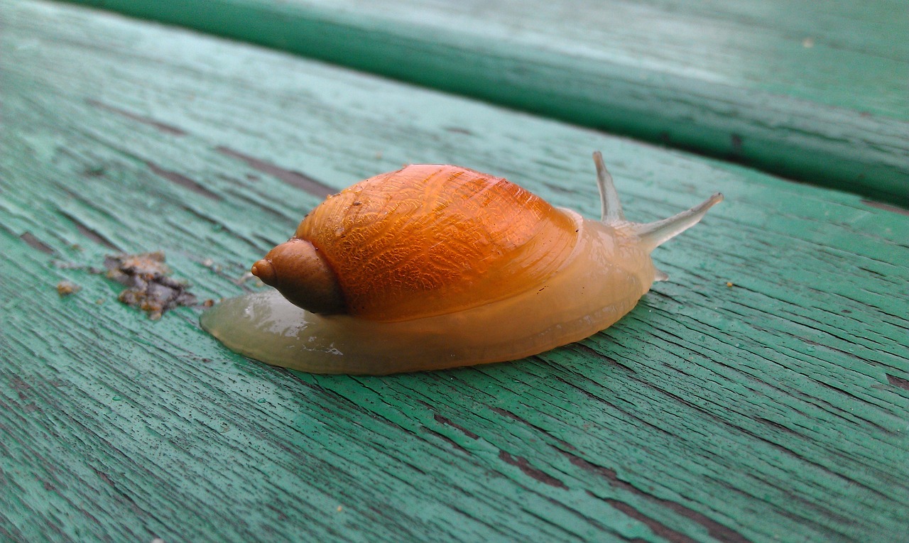 snail creeps clam free photo