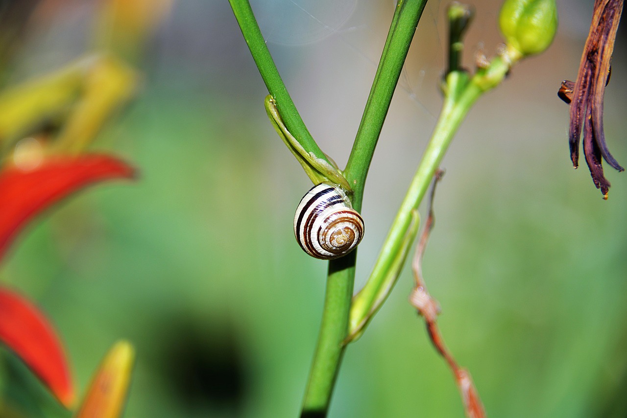 snail shell halm free photo