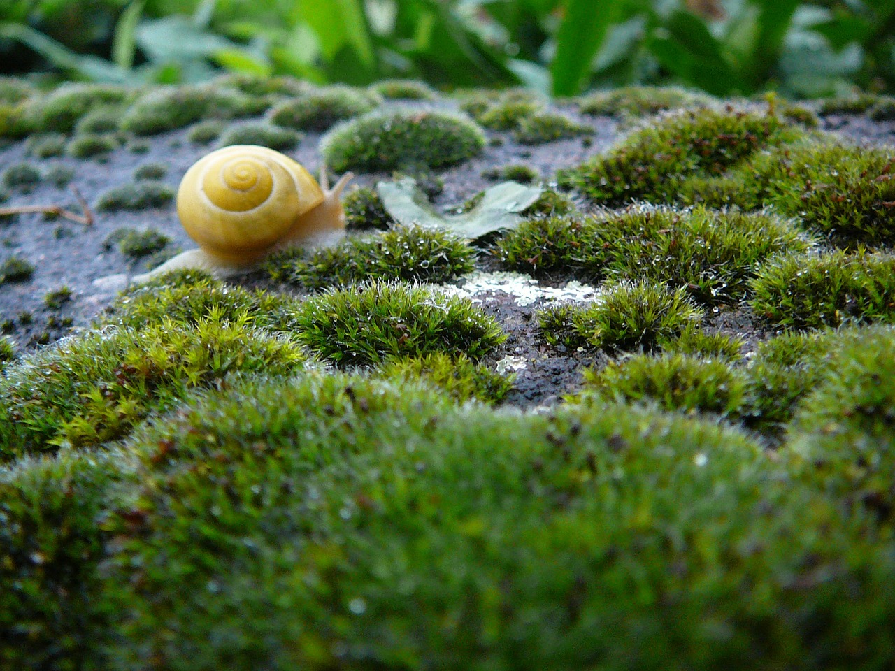 snail shell animal free photo