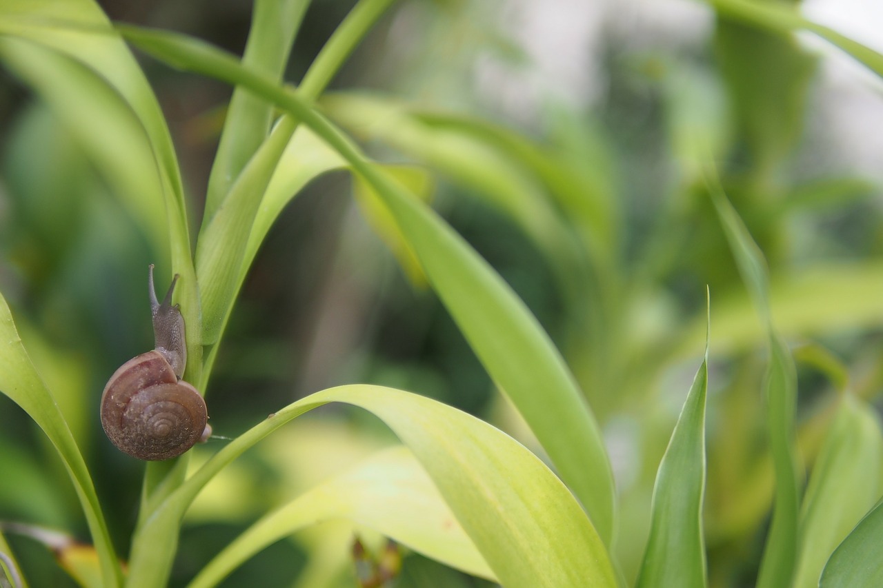 snail shell nature free photo