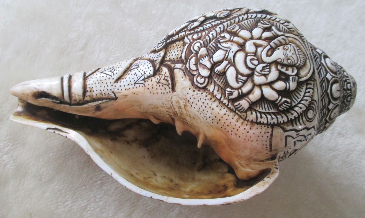 snail shell sea free photo