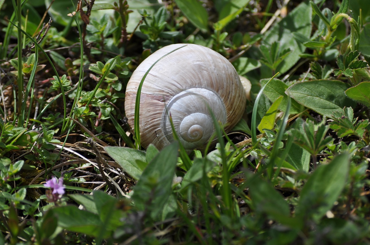 snail meadow shell free photo