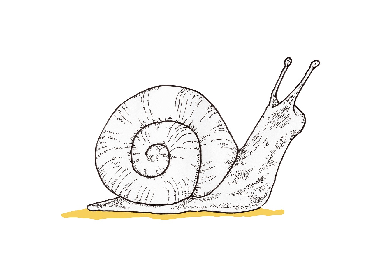 snail illustration drawing free photo