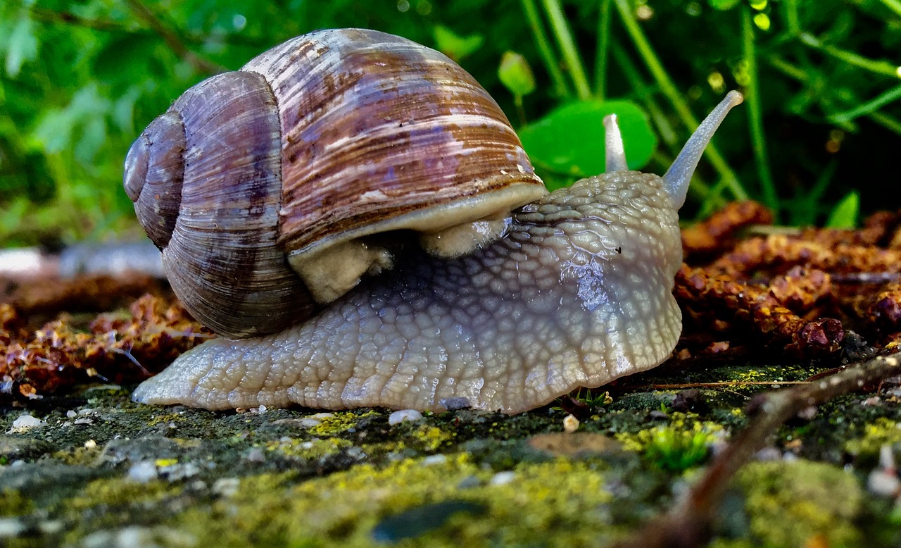 snail orchard close free photo