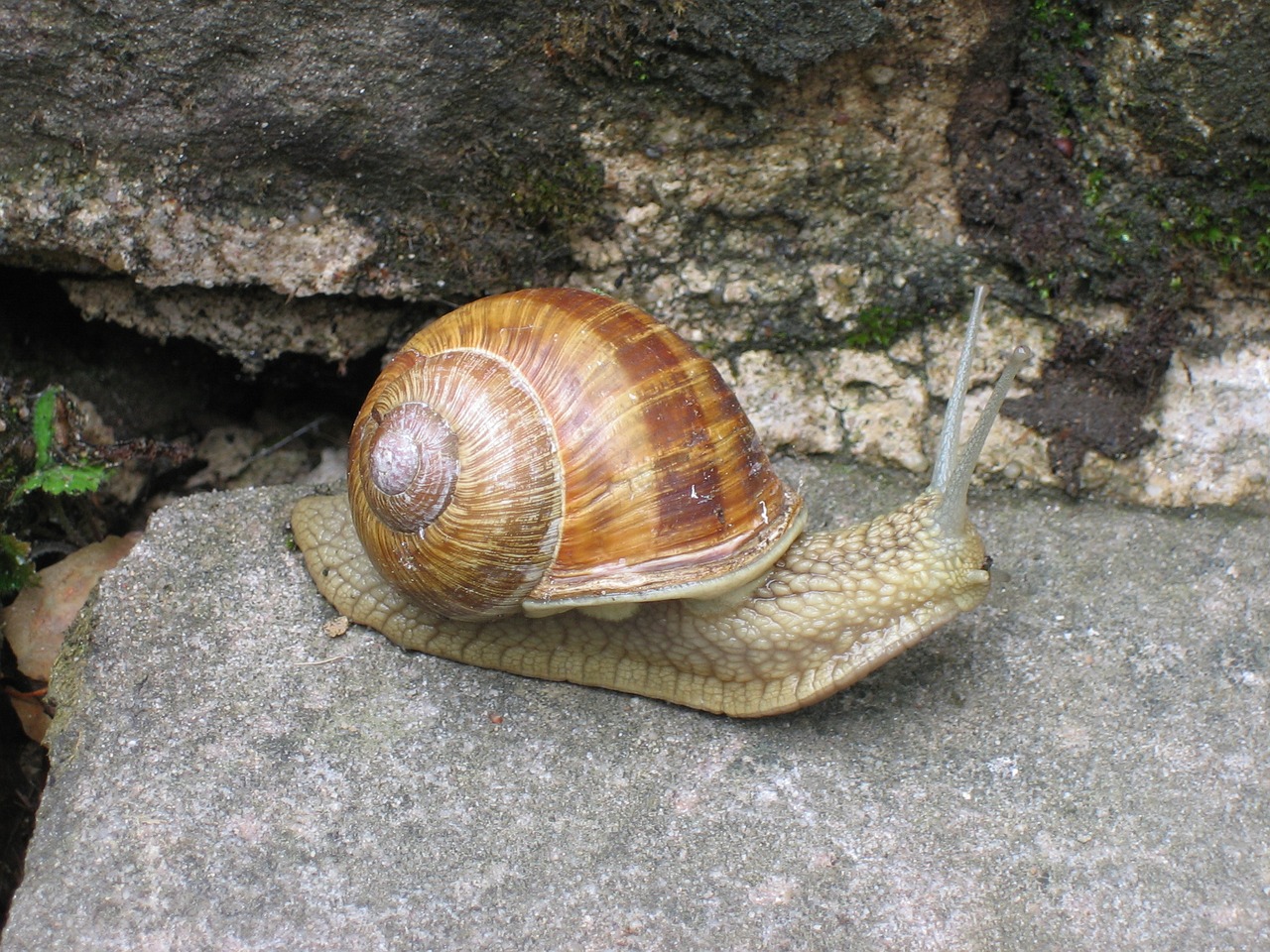 snail away shell free photo