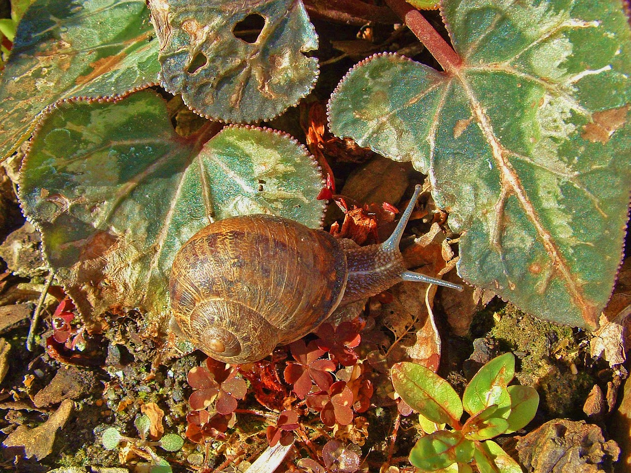 snail nature animal free photo