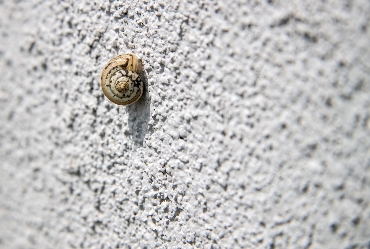 snail snail on the wall loneliness free photo