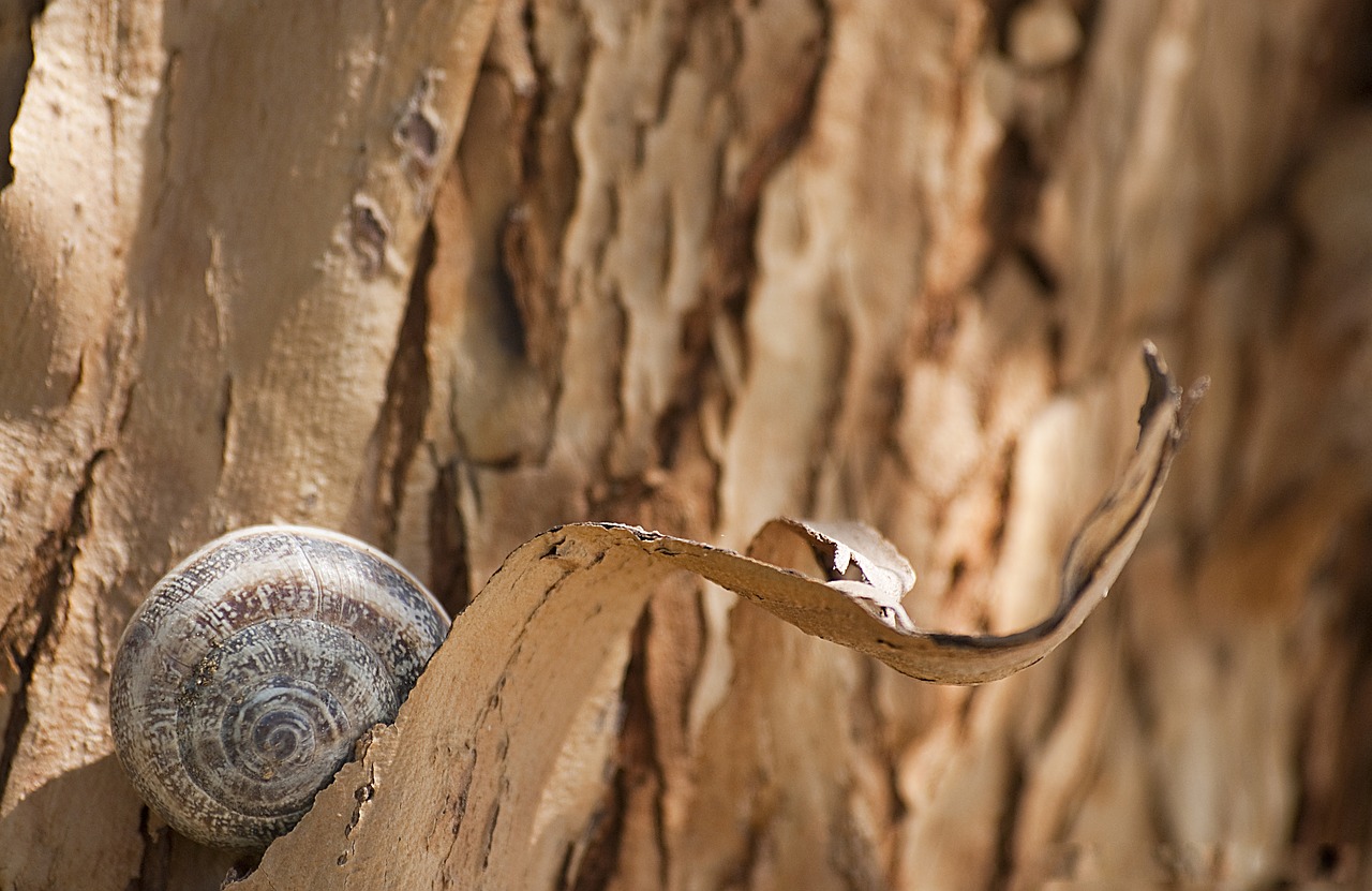 snail bark tree free photo