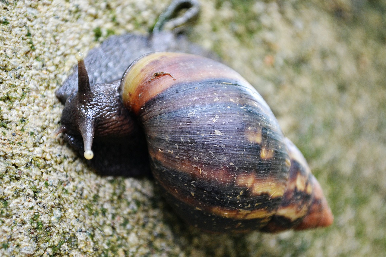 snail shell life free photo