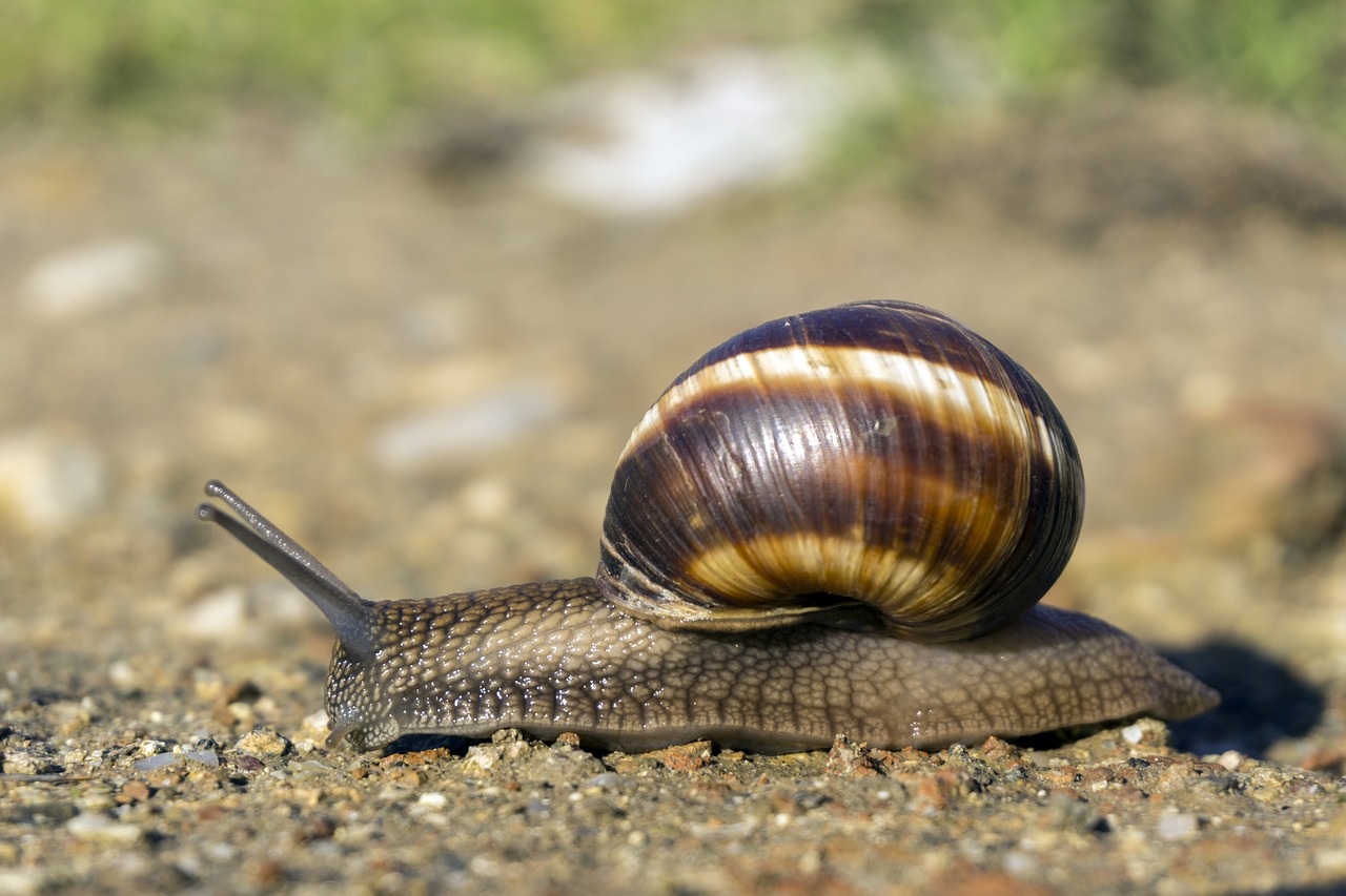 snail ground grass free photo