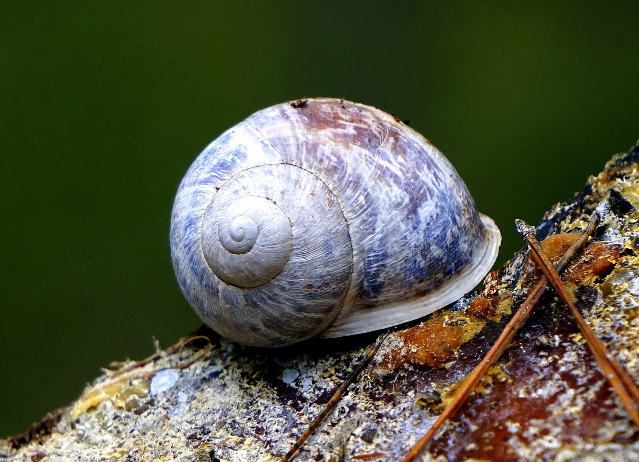 snail animal nature free photo