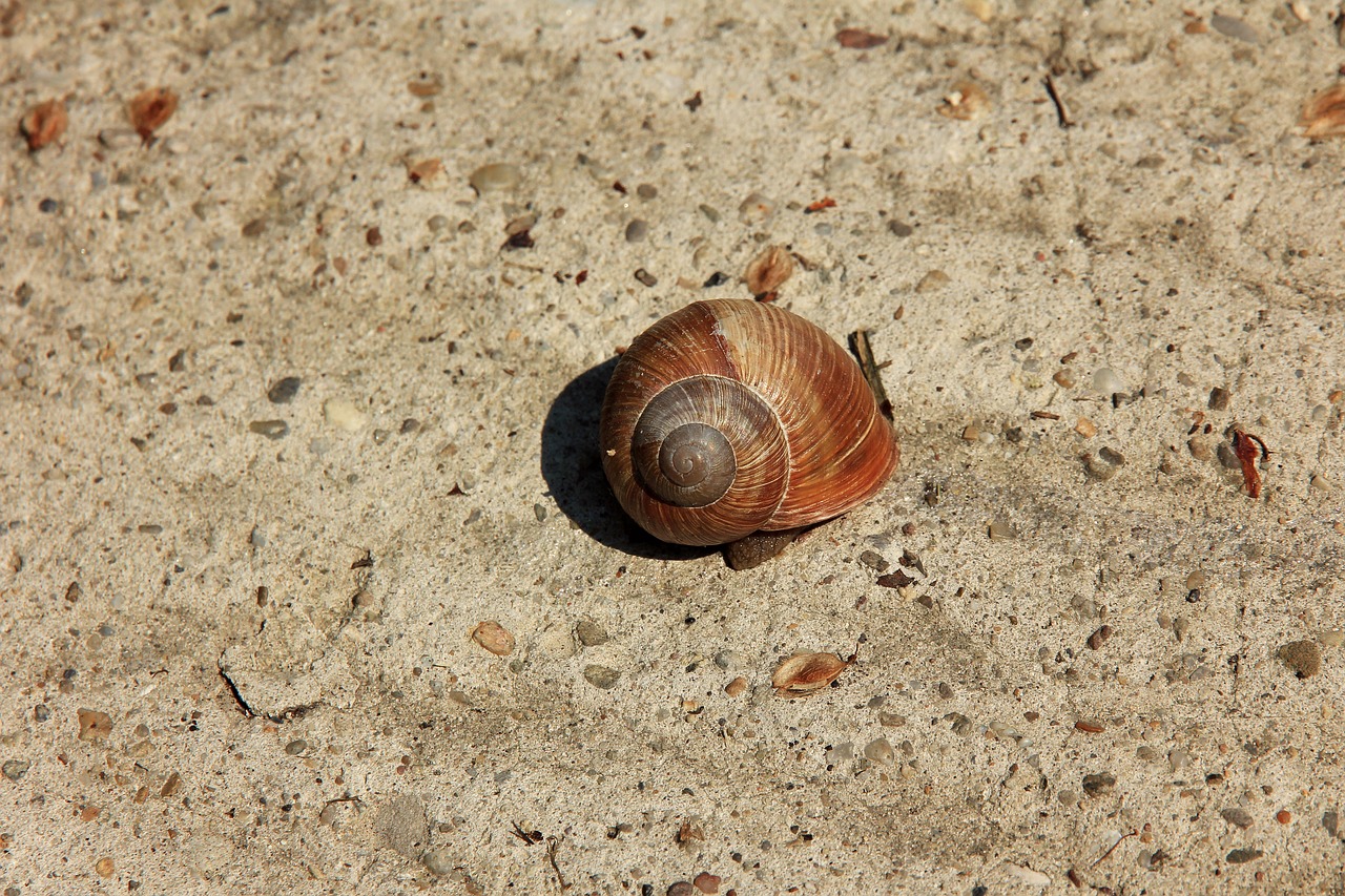 snail conch sand free photo