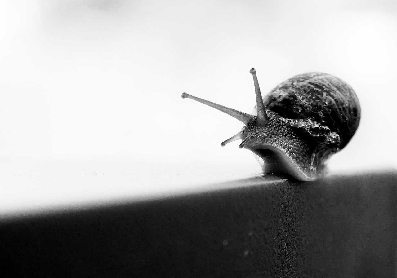 snail slow slime free photo