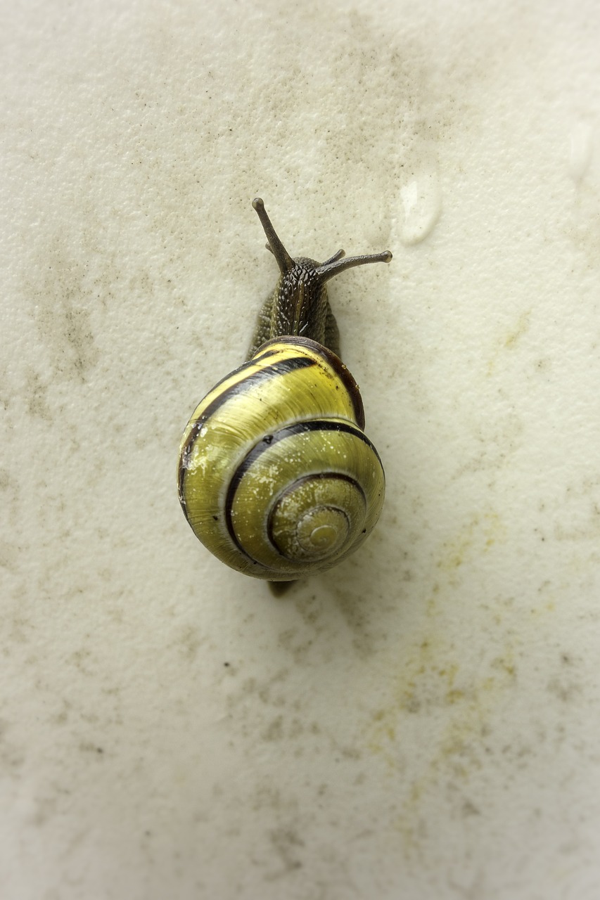 snail shell animal free photo