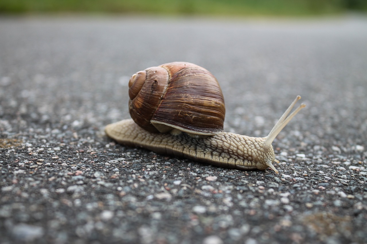 snail slow shell free photo