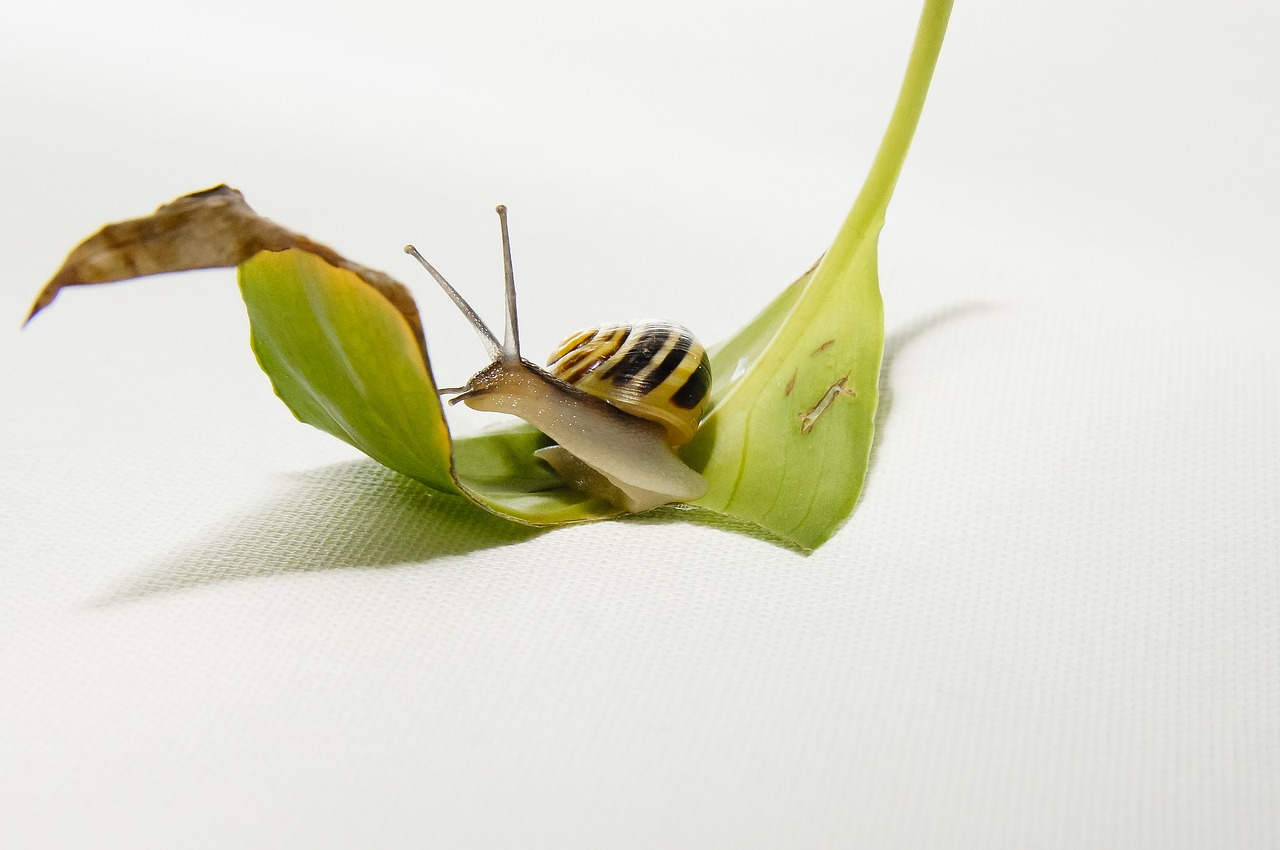 snail leaf brown free photo