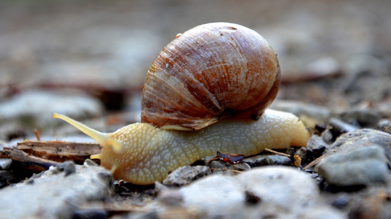 snail animal mollusk free photo