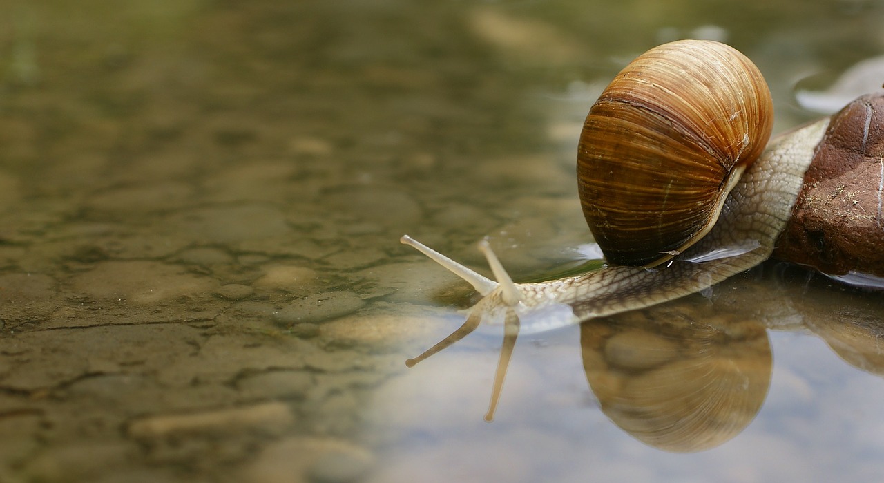 snail shell water free photo