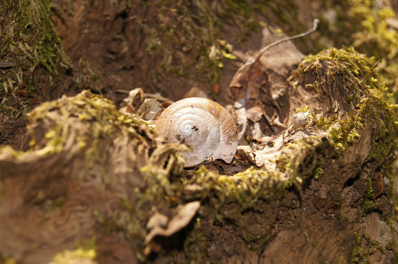 snail shell nature free photo