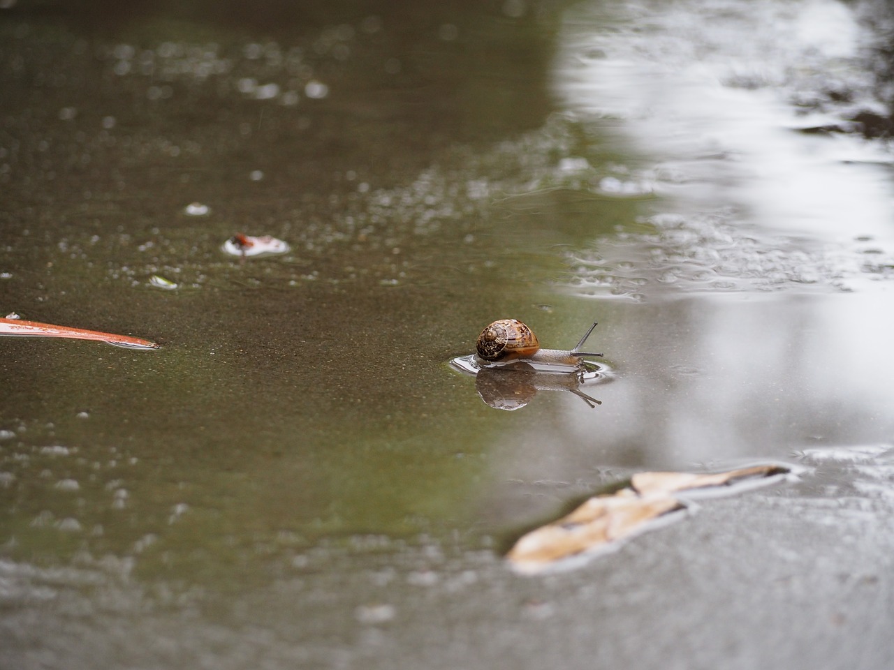 snail puddle wet free photo