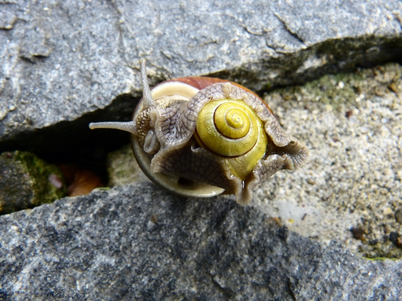 snail pairing mollusk free photo