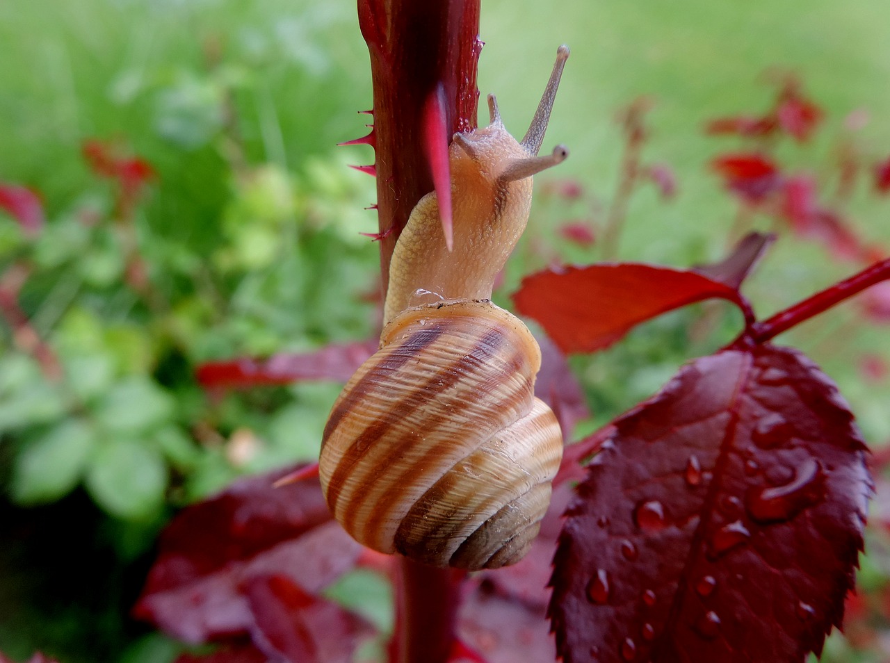 snail garden rosewood free photo