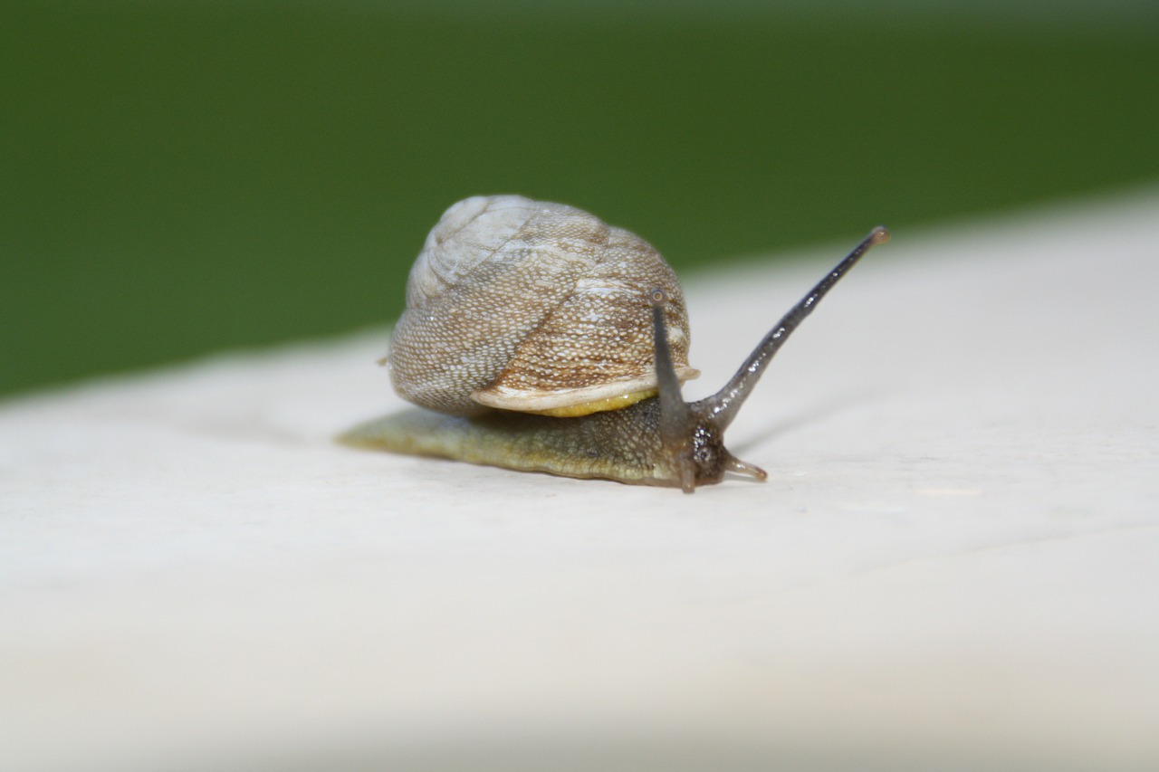 snail slow moving free photo