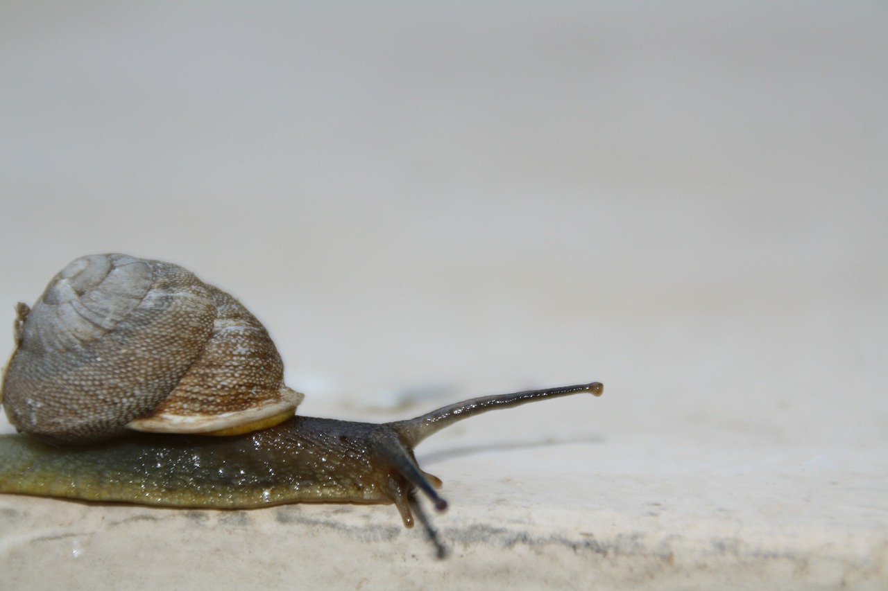 snail slow moving free photo