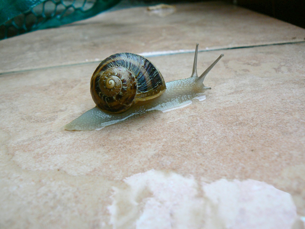 snail animal outside free photo