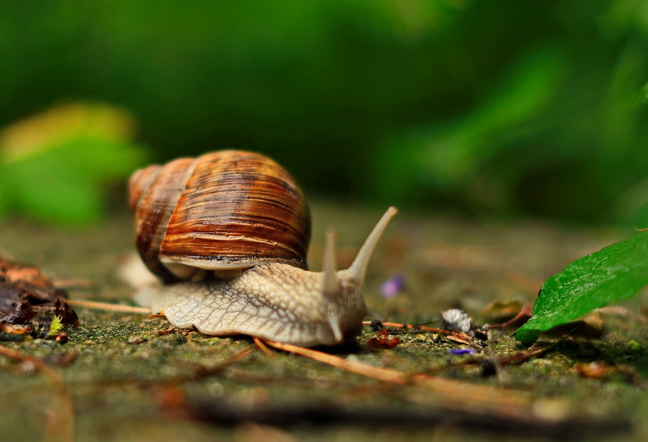 snail autumn green free photo