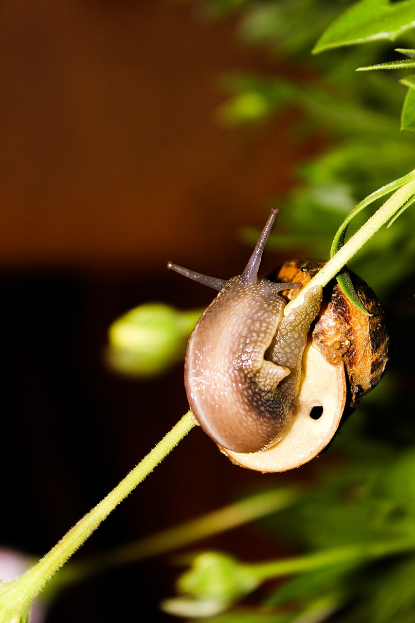 snail animal nature free photo