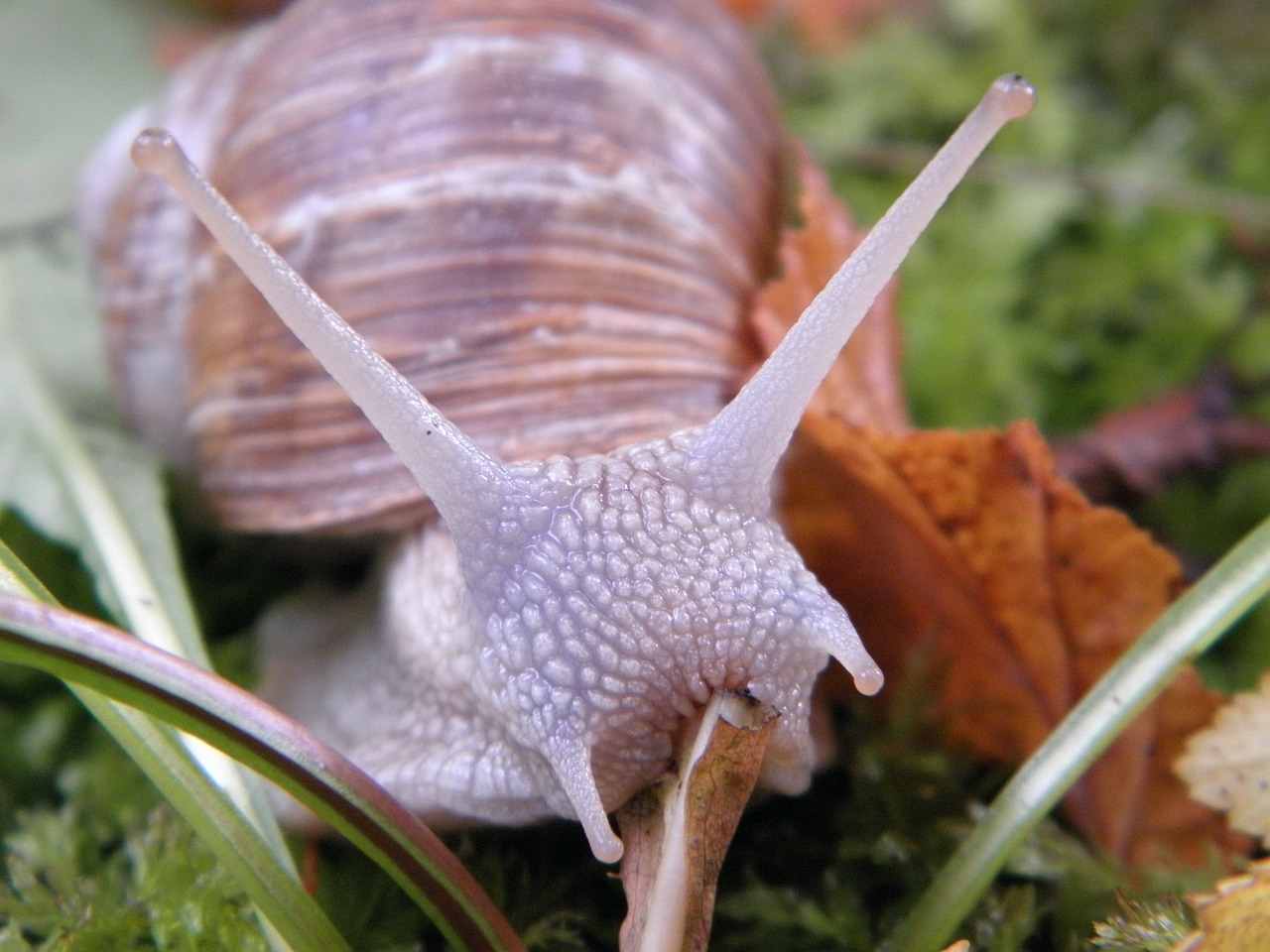 snail shell escargots free photo