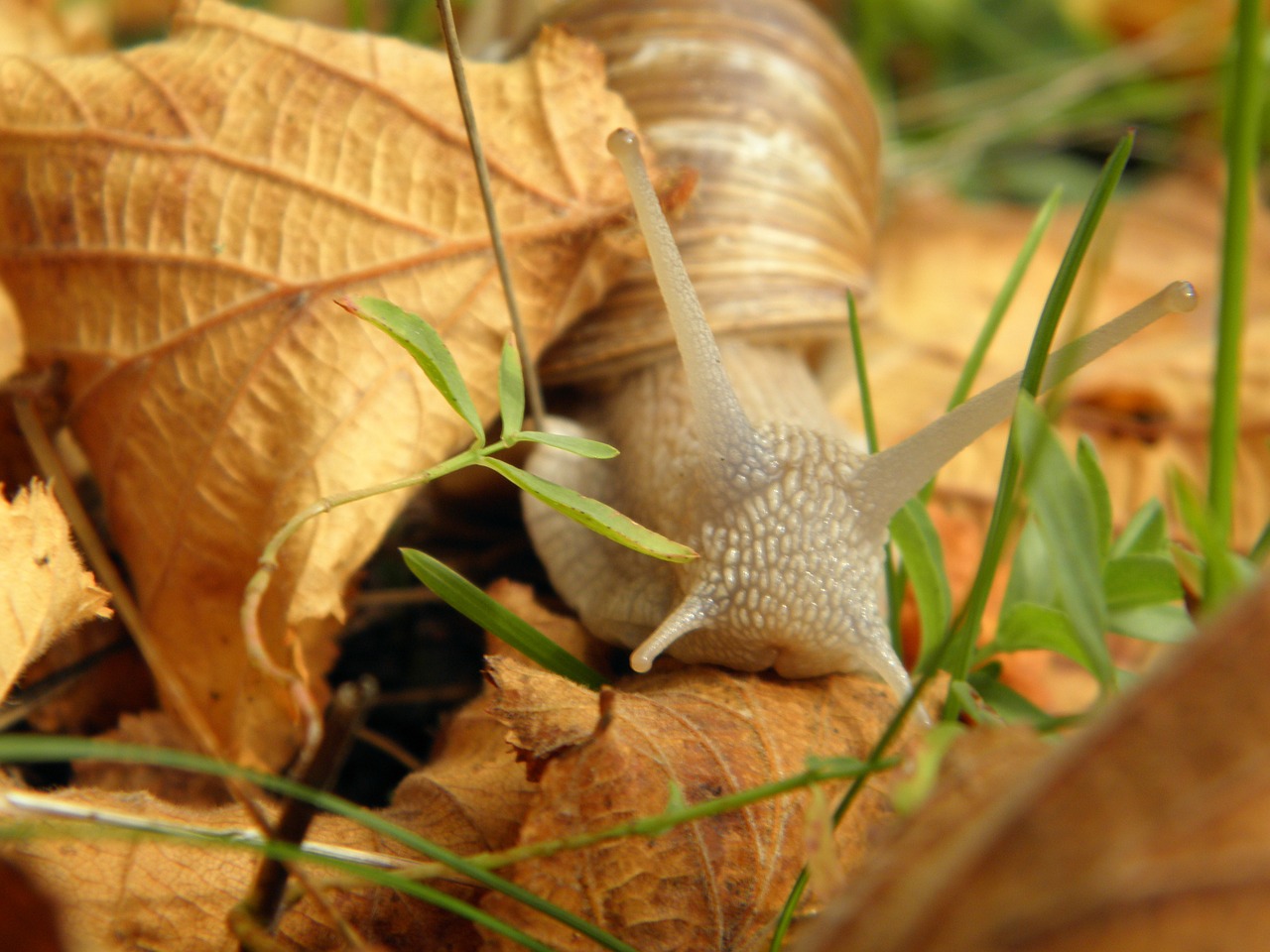 snail shell land snail free photo
