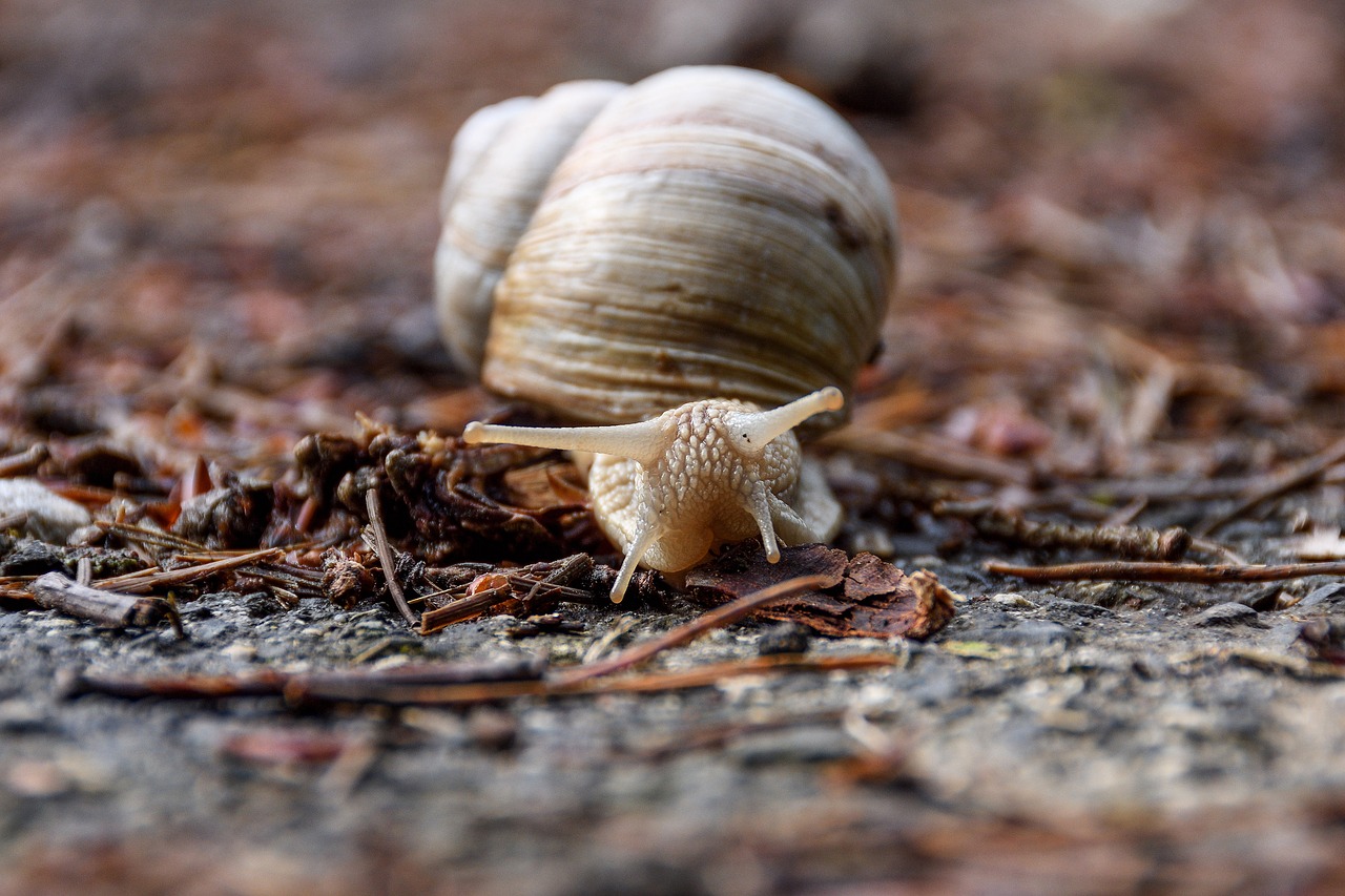snail mollusk schnecknhaus free photo