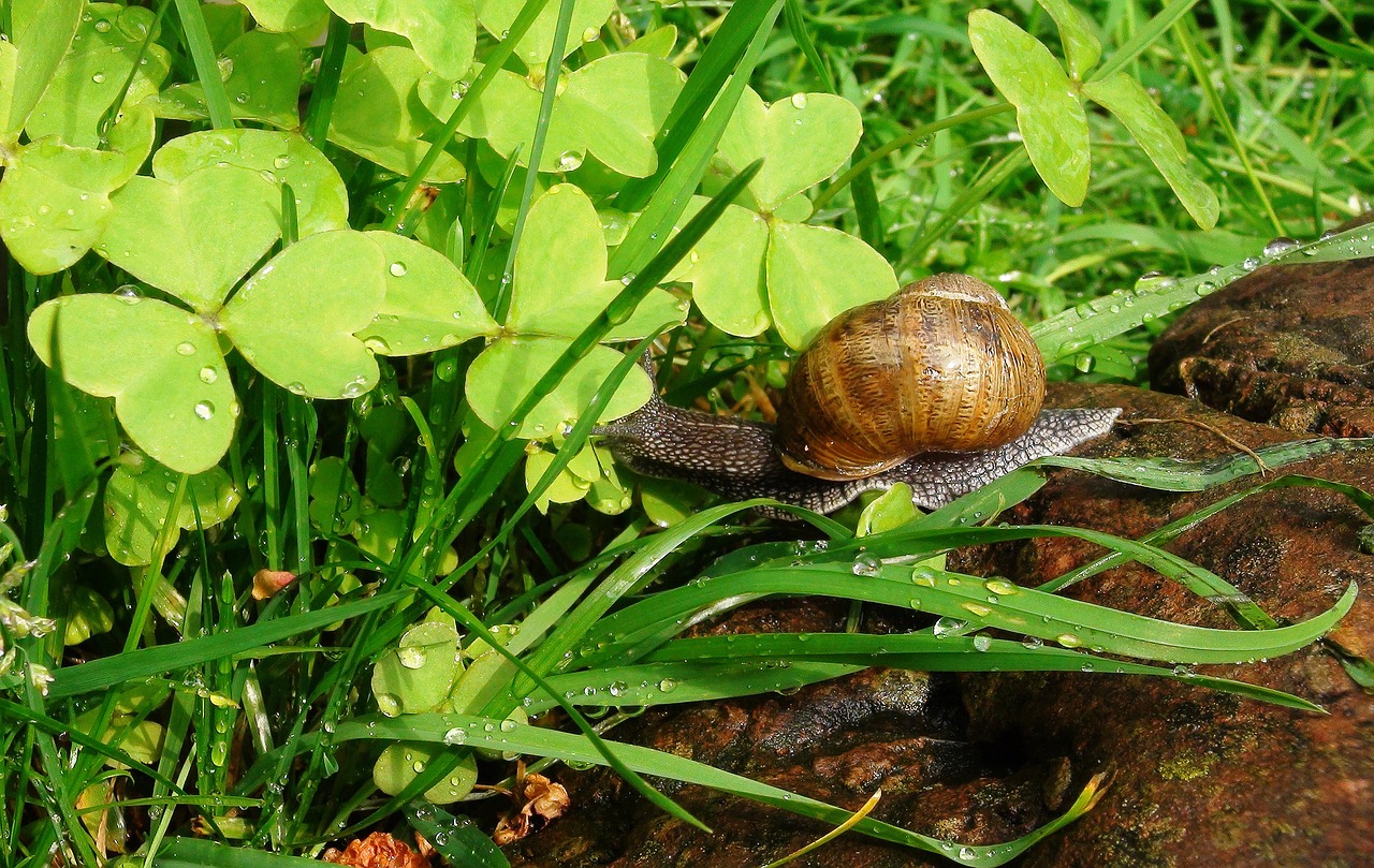 snail rain animal free photo