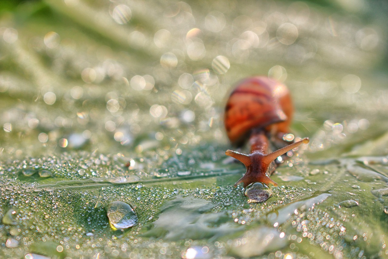 snail dew drops leaf free photo