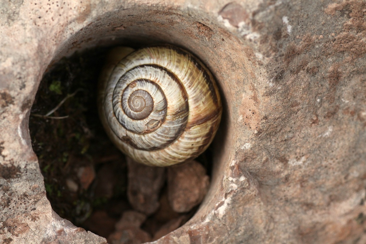 snail nature garden free photo