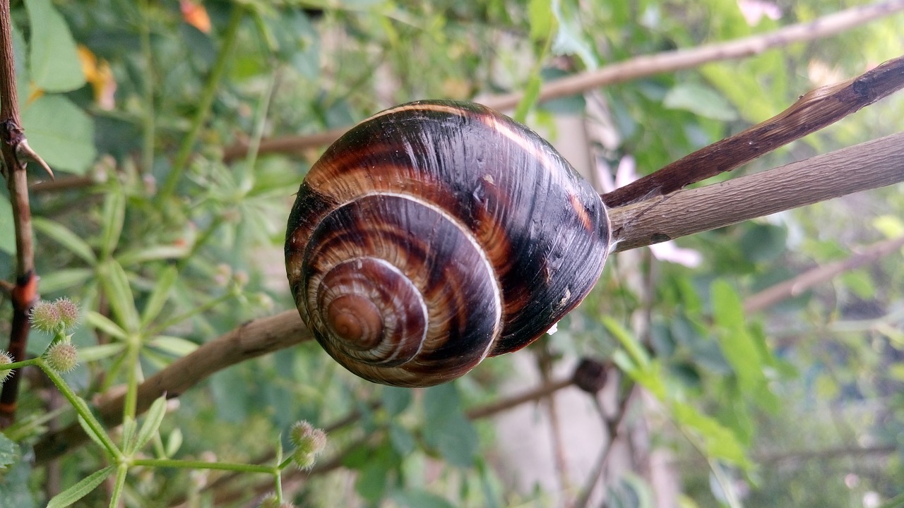 snail zalenina nature free photo