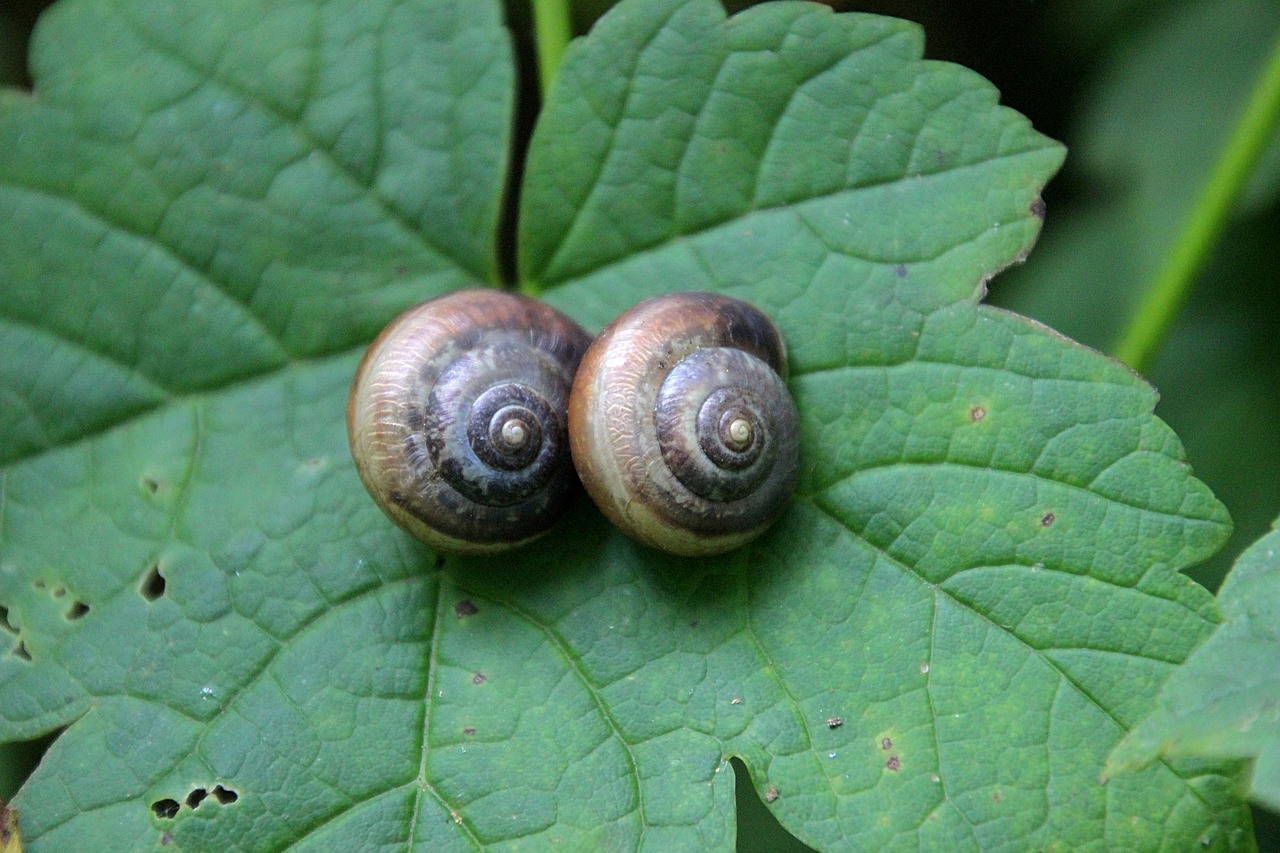 snail nature animal free photo