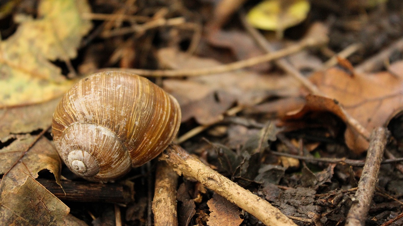 snail snail shell autumn free photo