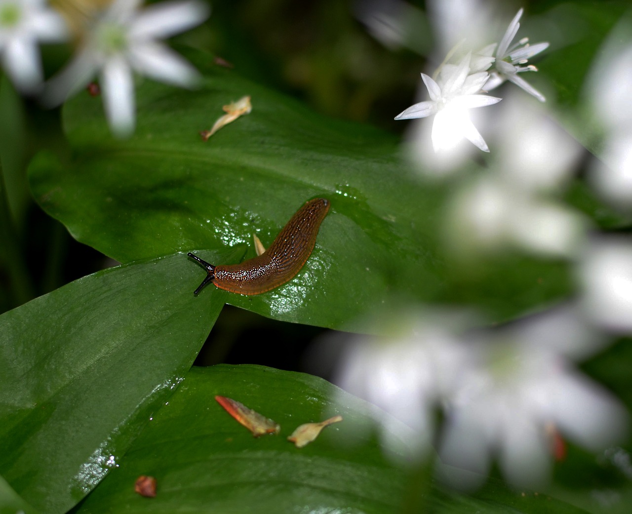 snail bear's garlic leaf free photo