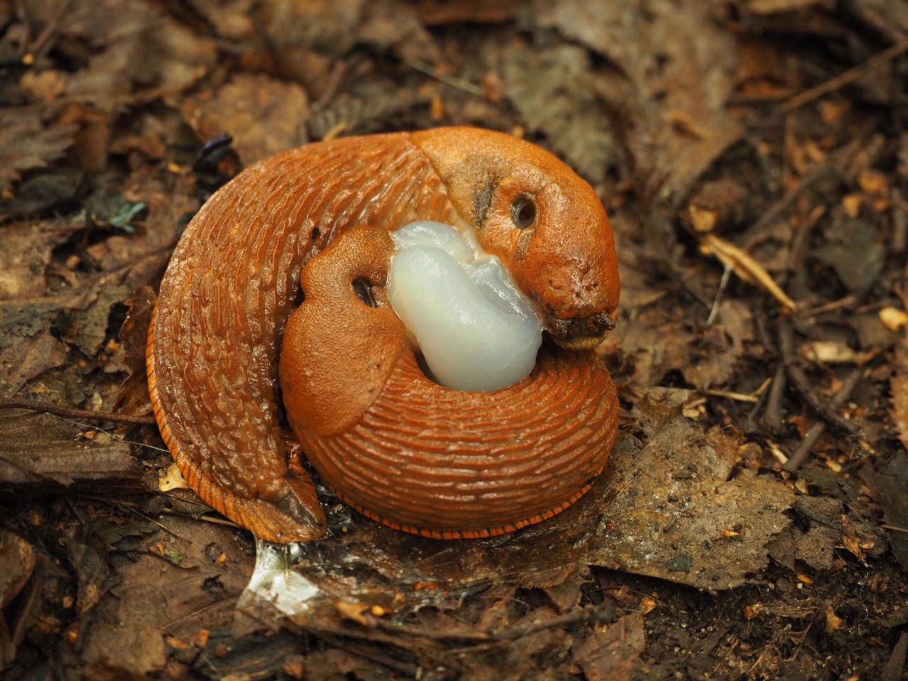 snail family child free photo