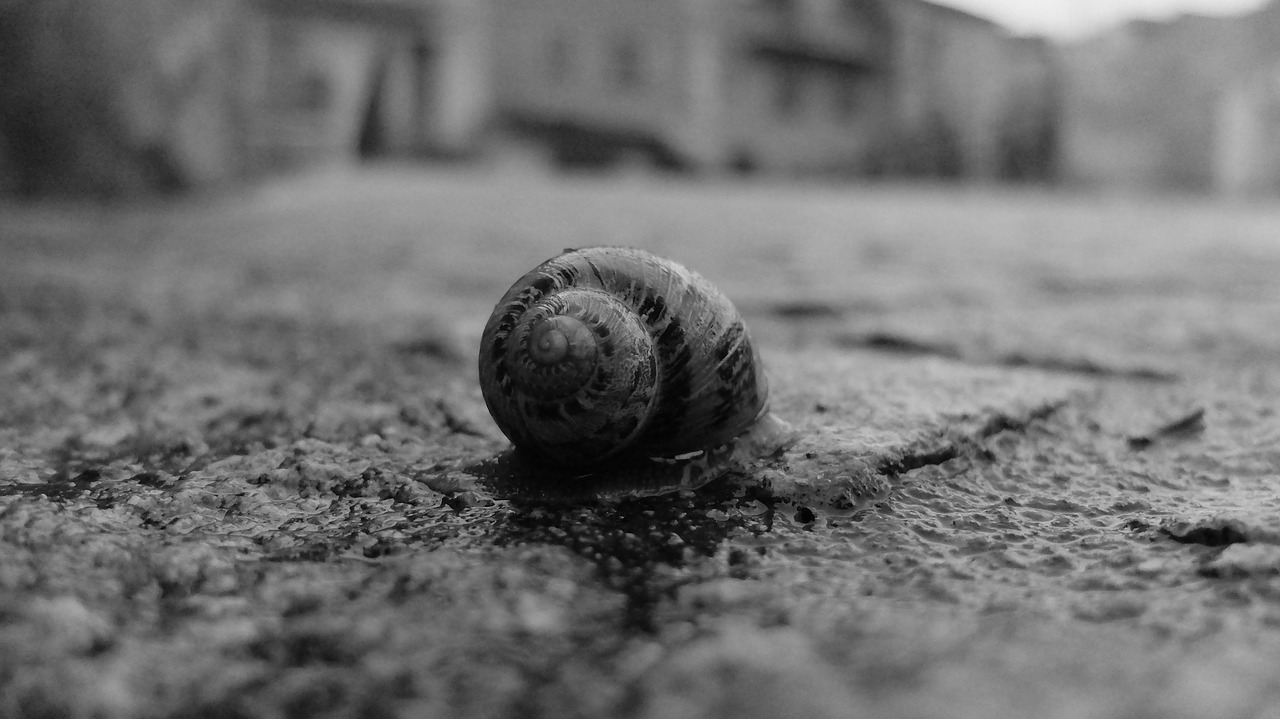 snail borgo floor free photo